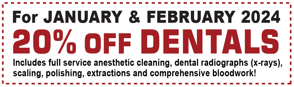 20% off Dental Cleaning for Jan and Feb 2024