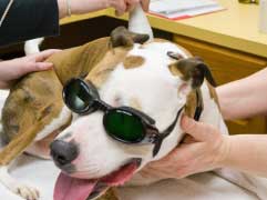 dog getting laser treatment